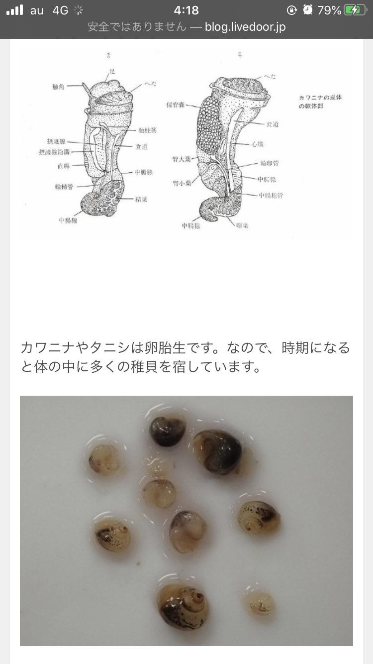 あさひの タニシ人魚ちゃんのエッチな絵を描きたい 産卵の仕組みどうなってんだ そもそもタニシの生殖器ってどこだ 分かりやすそうな解剖図とか無いのかな エッ卵胎生なんだスゲェ こんな時間に一体何をしているんだ私は イマココ 微グロ