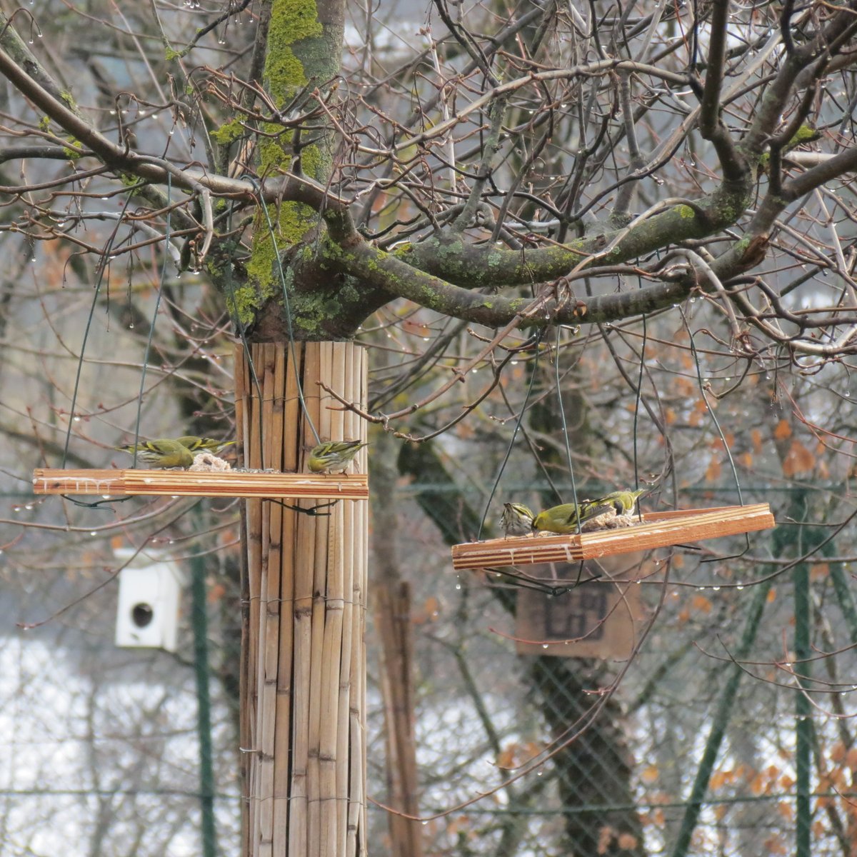 Mésange longue queue, tarin des aulnes