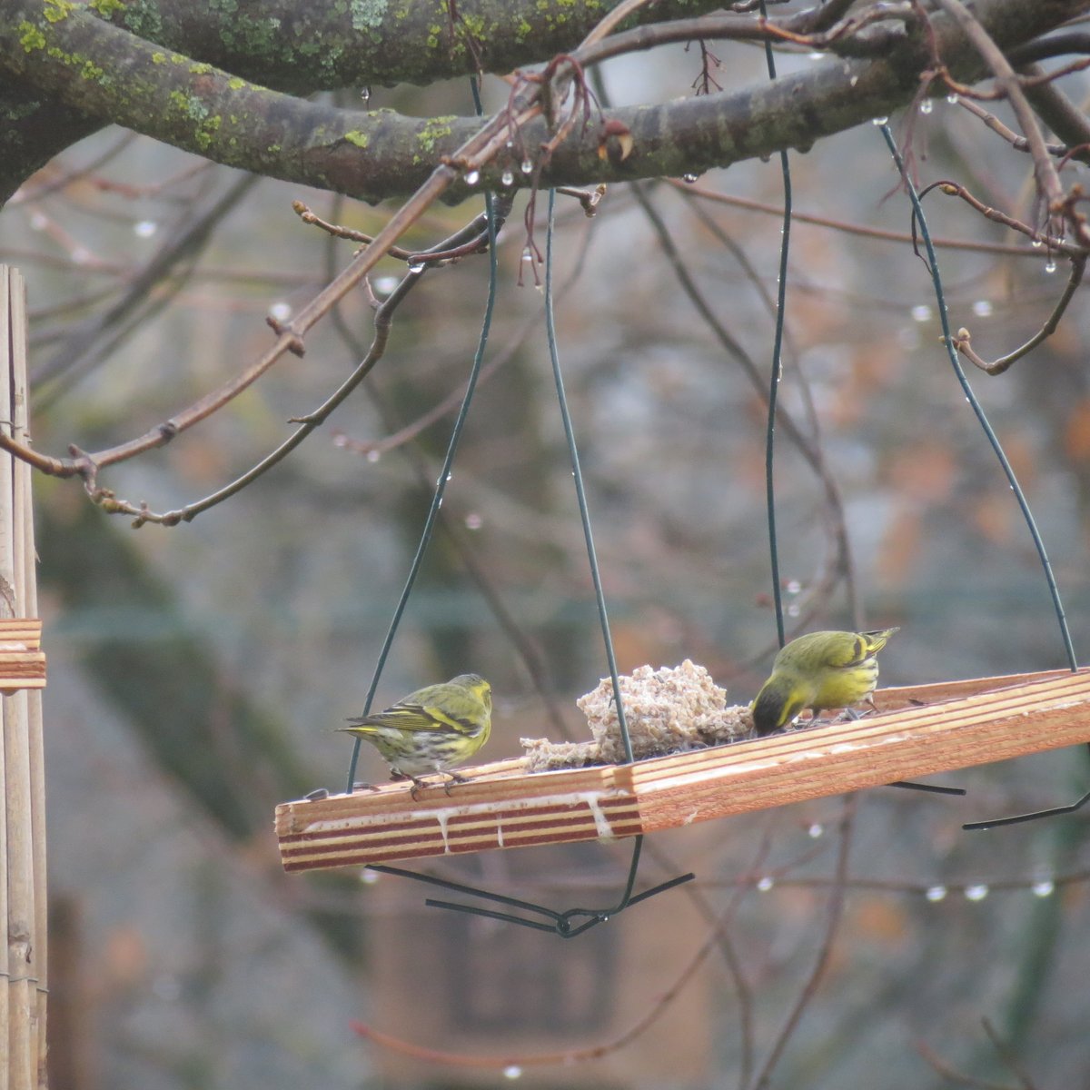 De belles visites à nos mangeoires.