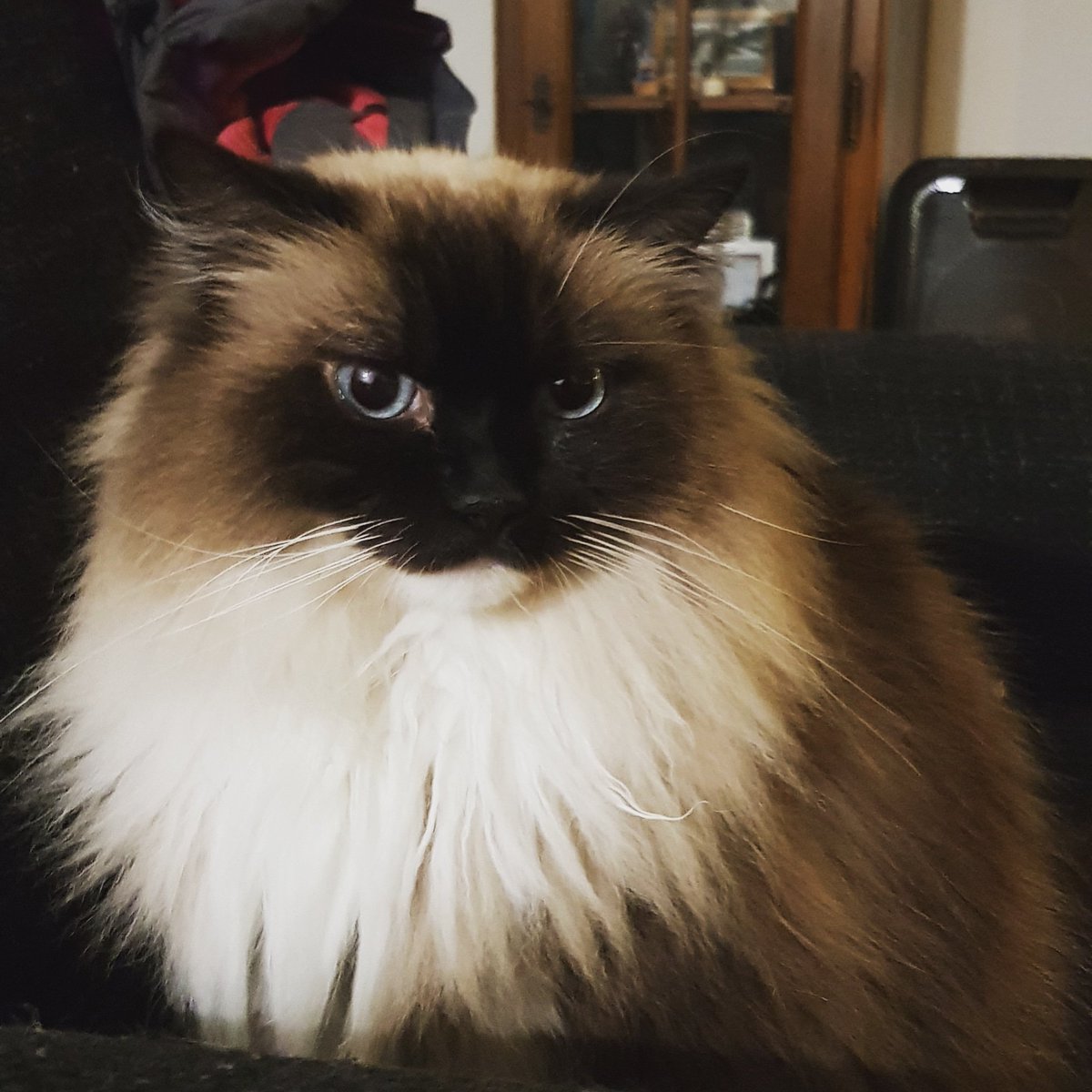 LizzySemmy's tweet photo. Feeling glamorous! Happy Caturday to all my furrfriends 🐈🐈🐈💗💗💗
#CatsOfTwitter #cats #catlovers #Caturday #RagdollCats https://t.co/sBPzFttjYY