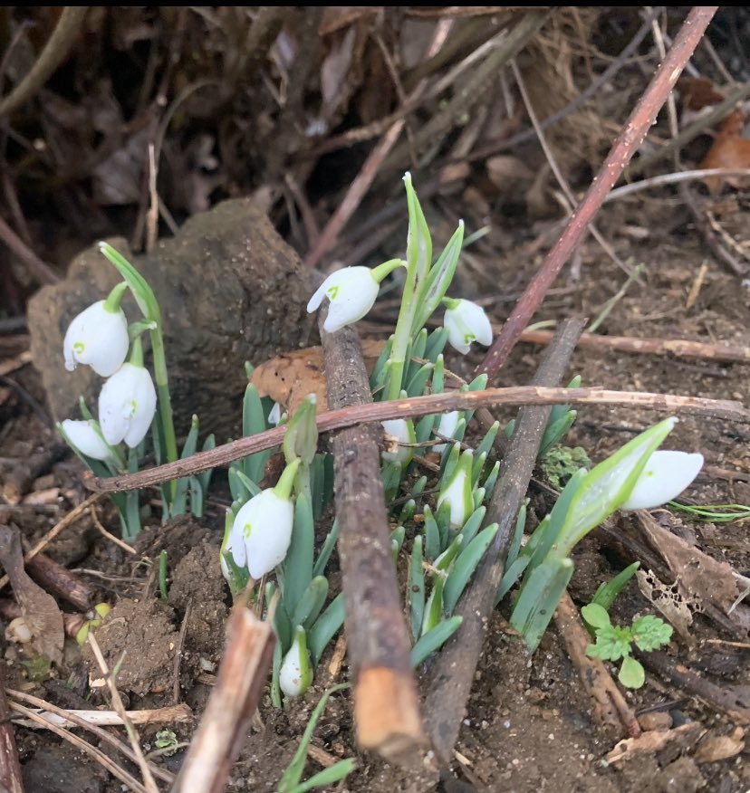 CRiddleston's tweet photo. The past couple of days #spring seems to be #creepingin over here in #suffolk https://t.co/OpgoFNDIri