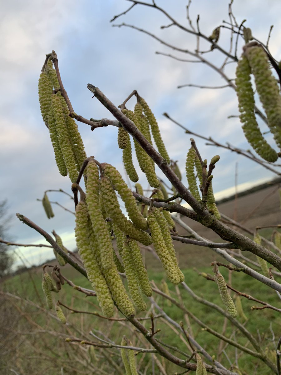 CRiddleston's tweet photo. The past couple of days #spring seems to be #creepingin over here in #suffolk https://t.co/OpgoFNDIri