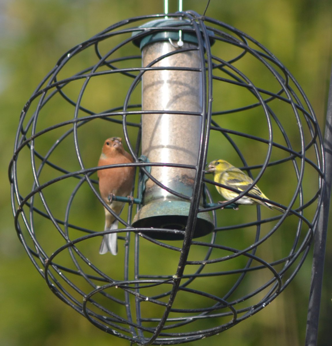 NLSCHOOL's tweet photo. 🐦We are busy taking part in the #rspbbirdwatch Here are some of the pictures so far... Upload yours to our Frog 🐸 Bird Watch site this weekend @Natures_Voice @frogeducation #cumbriaschools #remotelearning #nonscreenactivities https://t.co/rUEo1KgENi