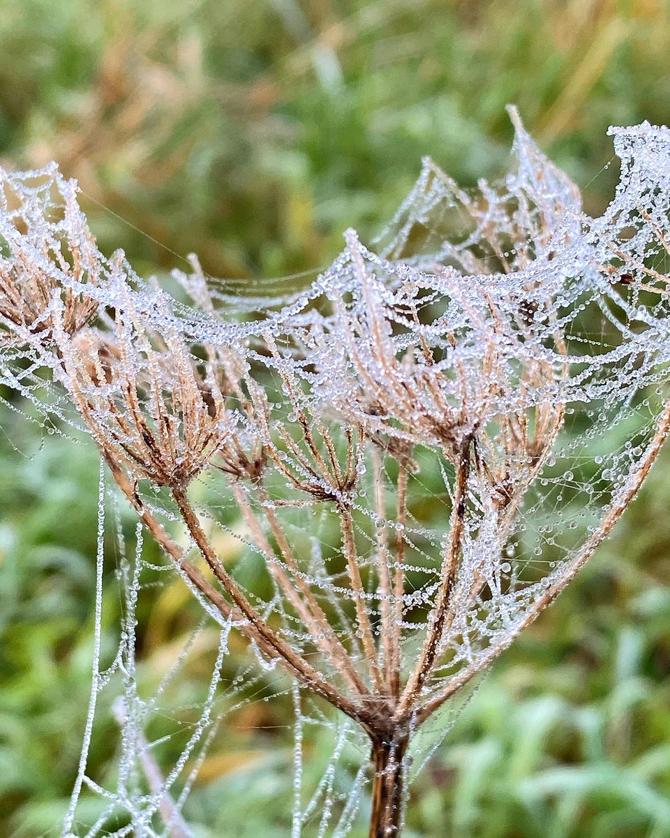 lauraexploress's tweet photo. Aren’t spiderwebs BEAUTIFUL?!🕸 
🕷 Silk is highly versatile and some spiders can produce 7 different types, each with their own purpose! 
🕷Some spider webs are low in UV reflection, meaning insects can’t see them and will get caught...SNEAKY🕸
#spiderweb #wildlifephotography https://t.co/Kz9SAkxADR