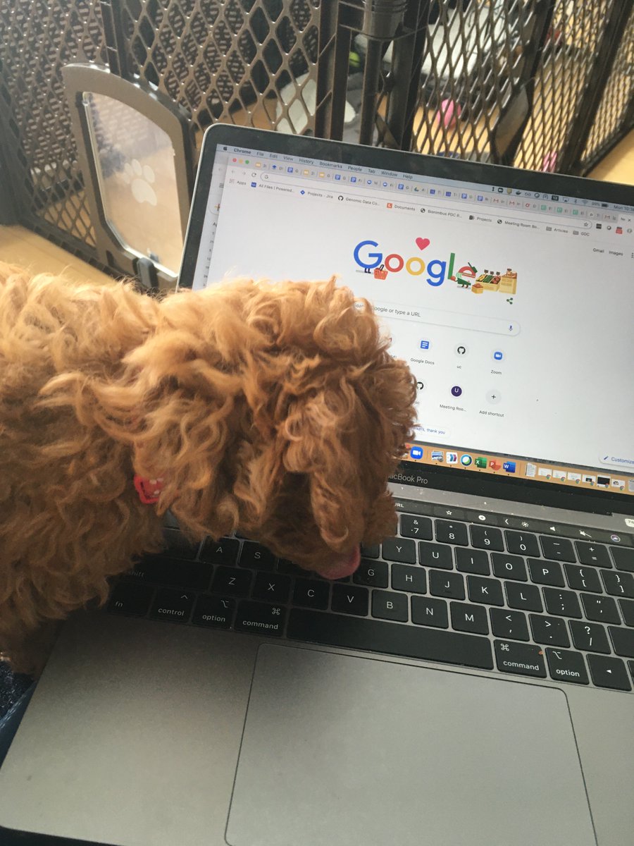 WomenWhoCodeLA's tweet photo. Dogs Who Code by @jiaqicodes 

#DogsWhoCode #womenwhocode #Googlers https://t.co/w3uq50MVOw