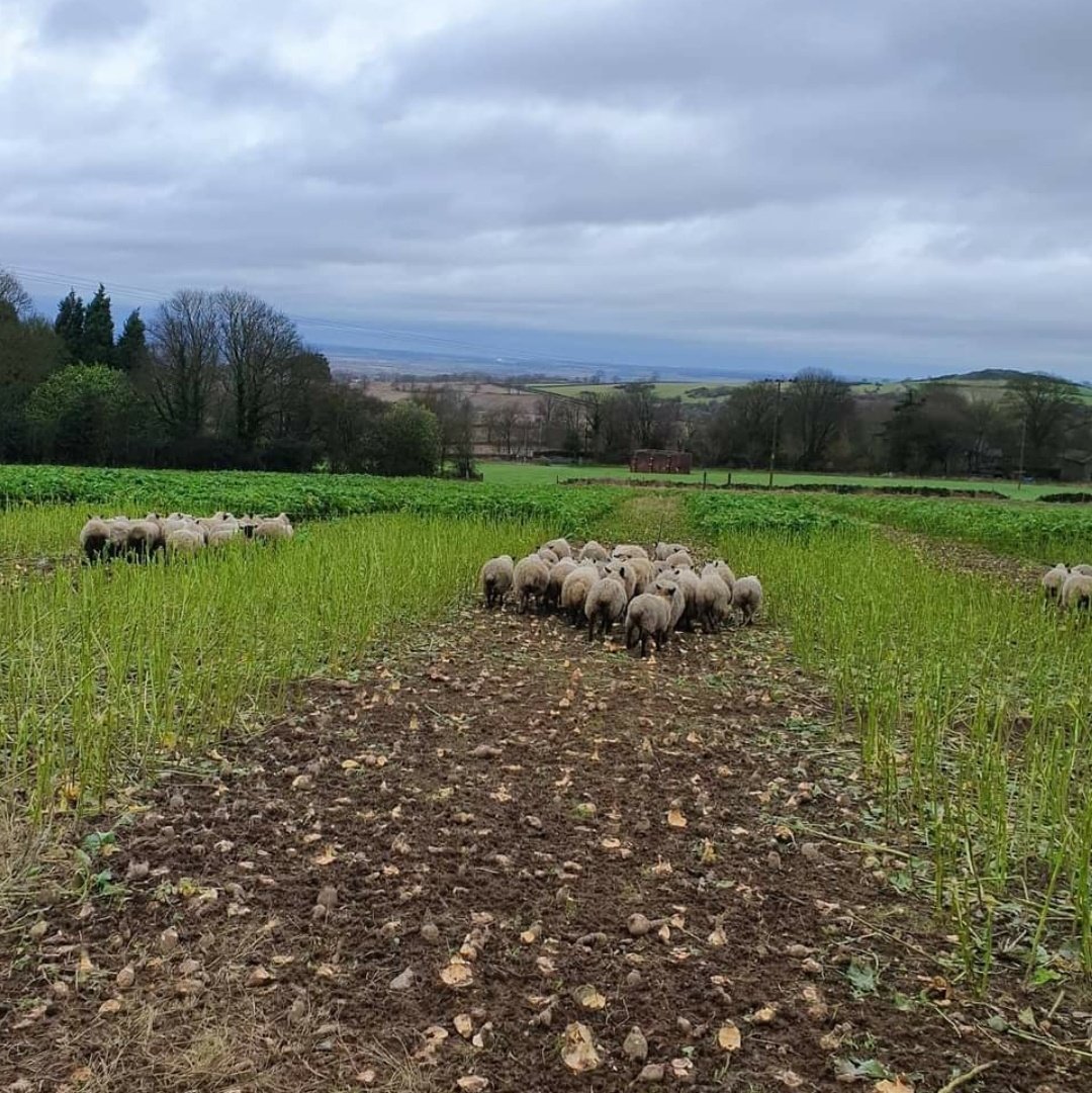 Direct drilled sweet and kale interrow crop, lambs getting through the crop now, will be ready to drill straight into spring barley #regenag