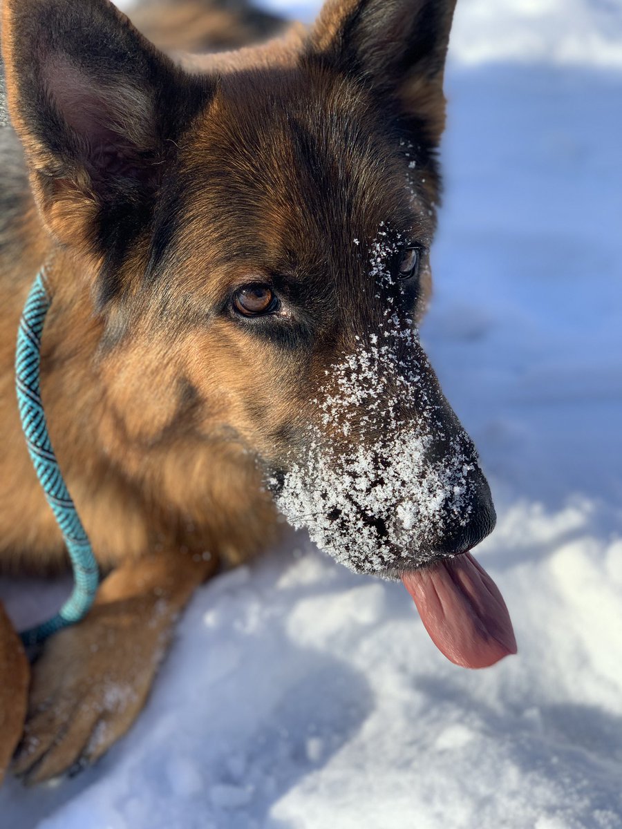 brebenedict1993's tweet photo. Snowy Saturday Adventure with my pooch 💕 https://t.co/4SmL0BwiAY