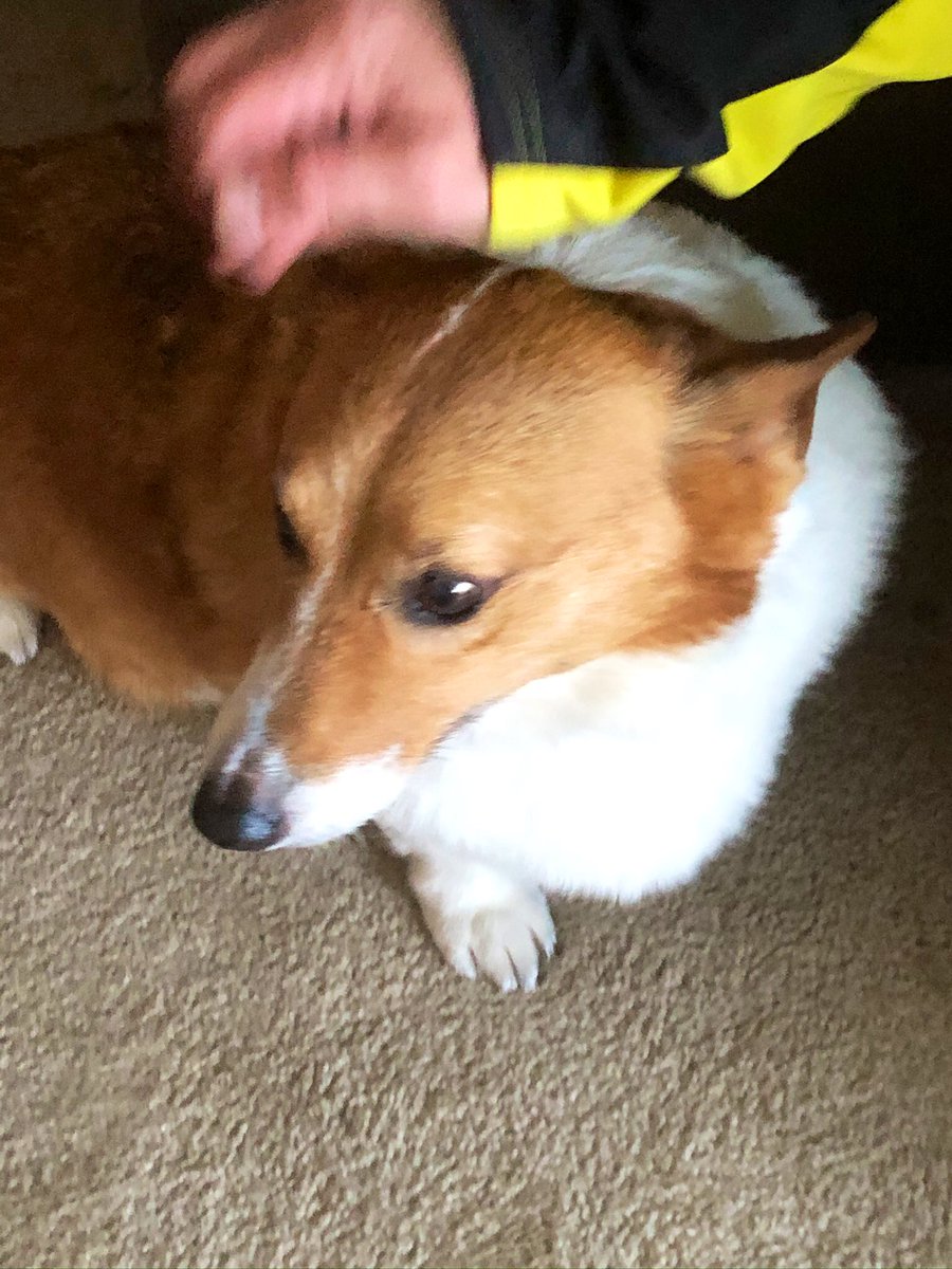 It’s been nearly a year now since I told you the story of a man who lost his six-figure job and ended up homeless with his beloved corgi. Finding temporary emergency housing with a dog was hard. So he went on Craigslist in search of a kind stranger to foster the corgi.