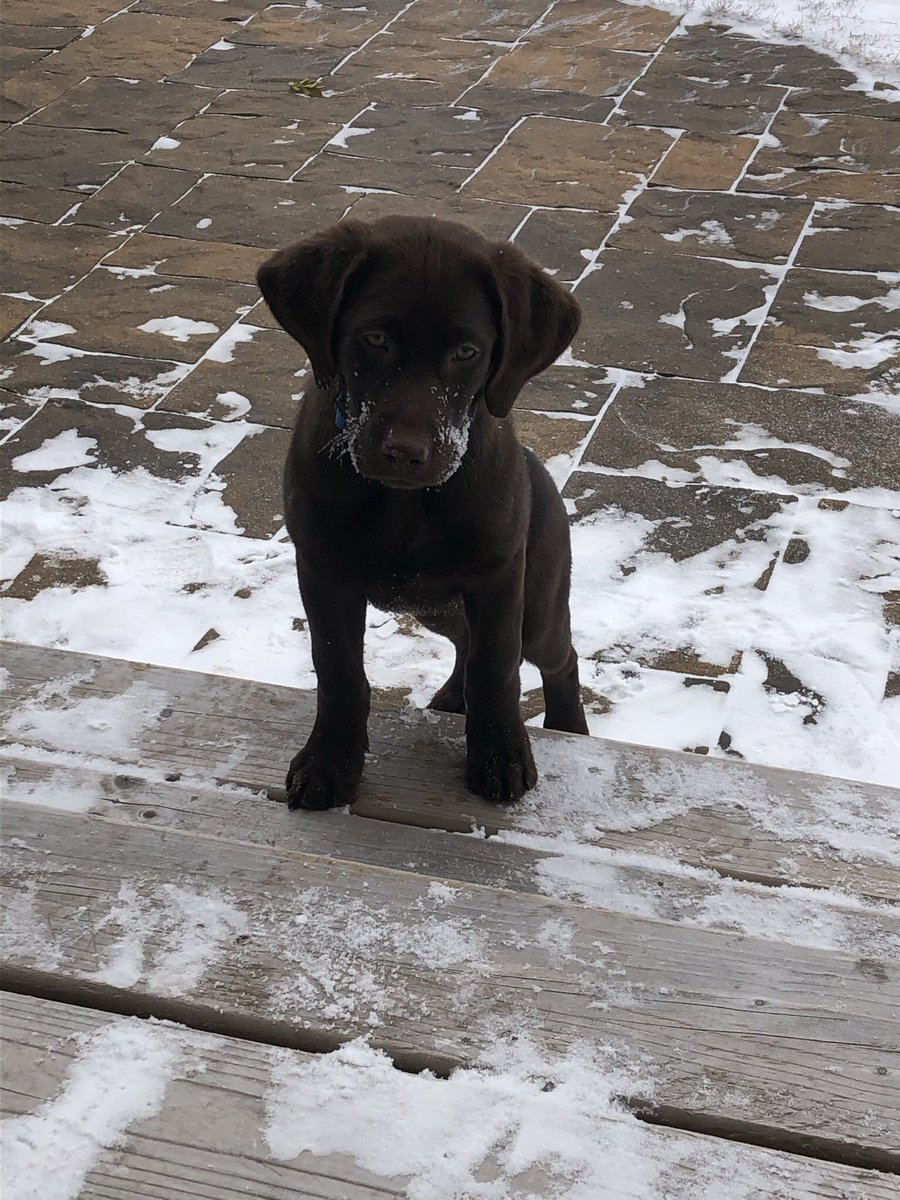 spuddoc's tweet photo. A full day of visits, visitors and hours in the snow. Juno has crashed #11weeksold #shedog #chocolatelab https://t.co/FjzqofWEnl