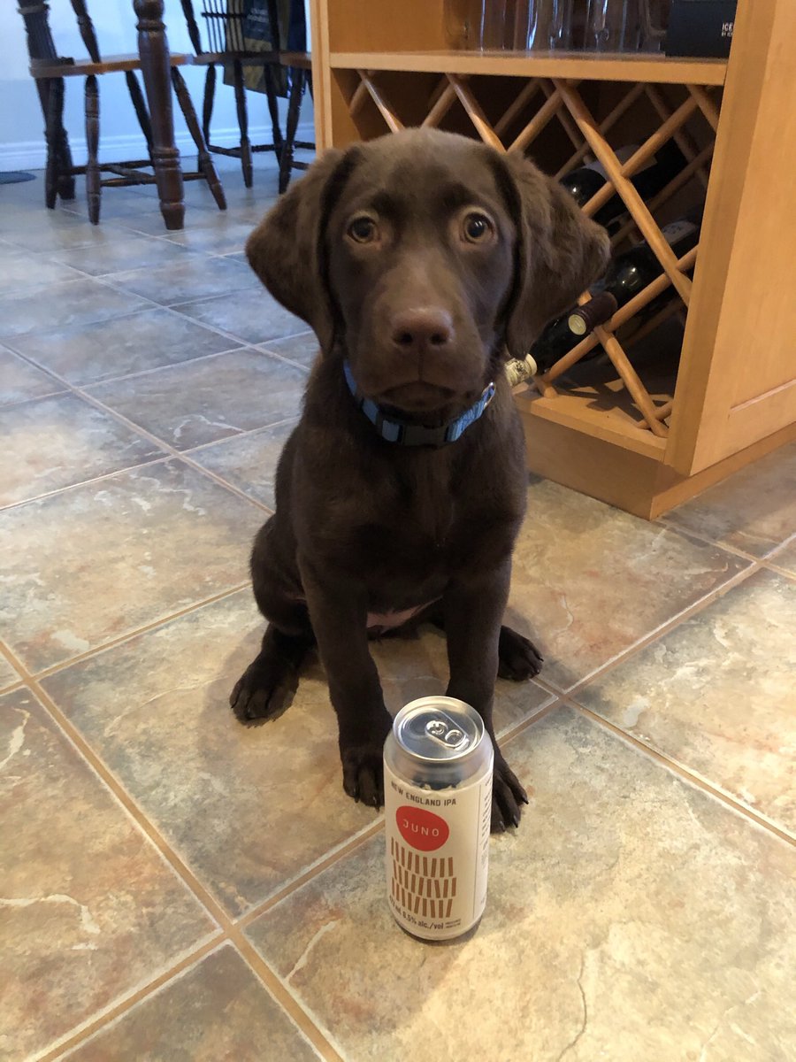 spuddoc's tweet photo. A full day of visits, visitors and hours in the snow. Juno has crashed #11weeksold #shedog #chocolatelab https://t.co/FjzqofWEnl