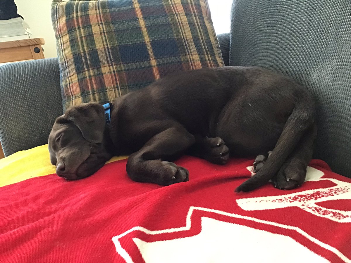spuddoc's tweet photo. A full day of visits, visitors and hours in the snow. Juno has crashed #11weeksold #shedog #chocolatelab https://t.co/FjzqofWEnl