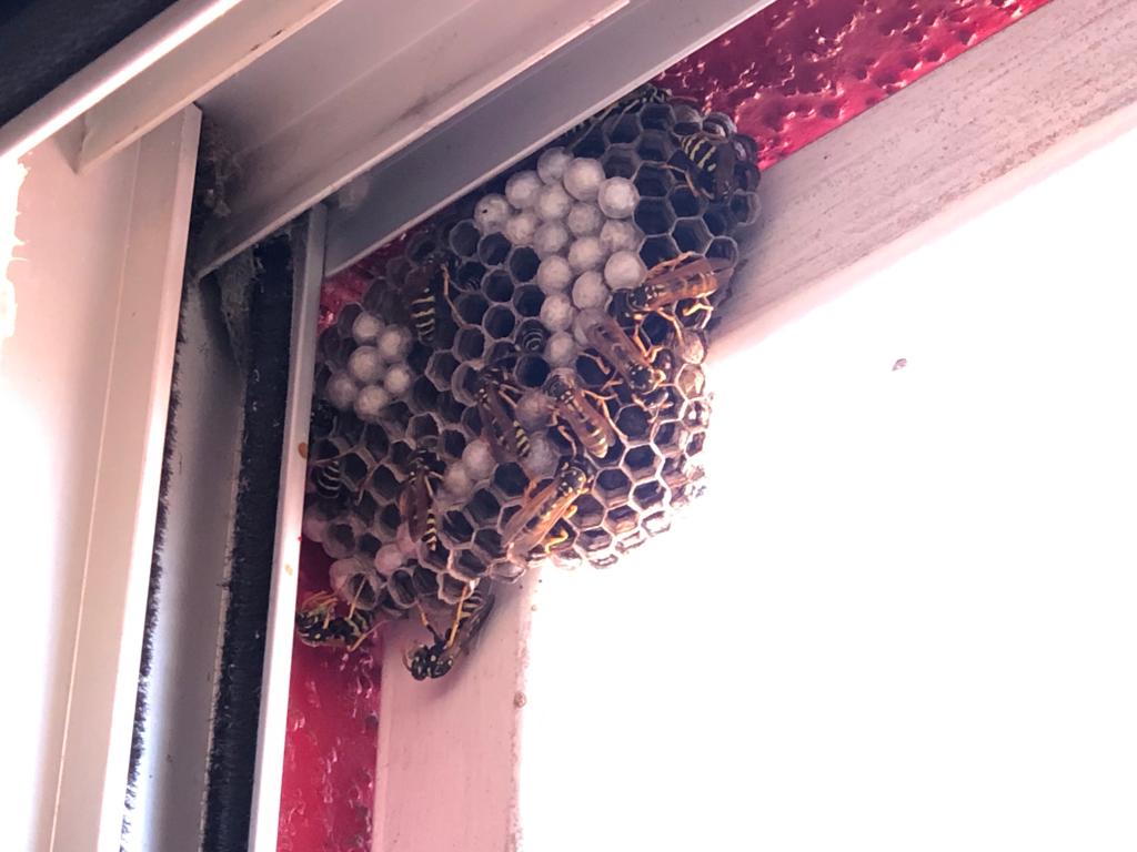 Soelyta's tweet photo. Ayuda! Hay avispas en la casa de mi mamá. Con quien debo hablar para que las saquen? #Antofagasta #sagantofagasta #cosaslocasenpandemia https://t.co/ITfdOF3I3n