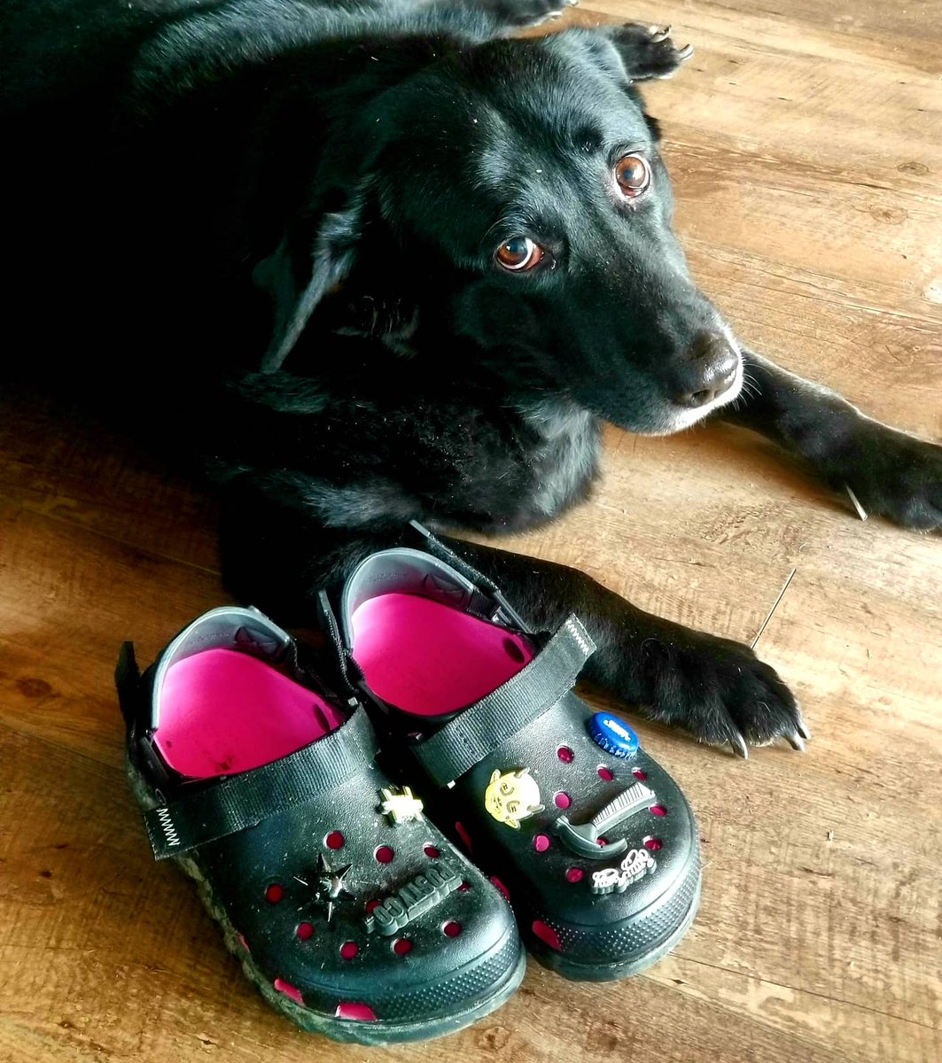 DatsMeAmber's tweet photo. After a muddy walk, Seven wants her own doggo #Crocs.
#postmalone #postycrocs #jibbetz #blacklab #budlightjibbitz https://t.co/72lXMek923