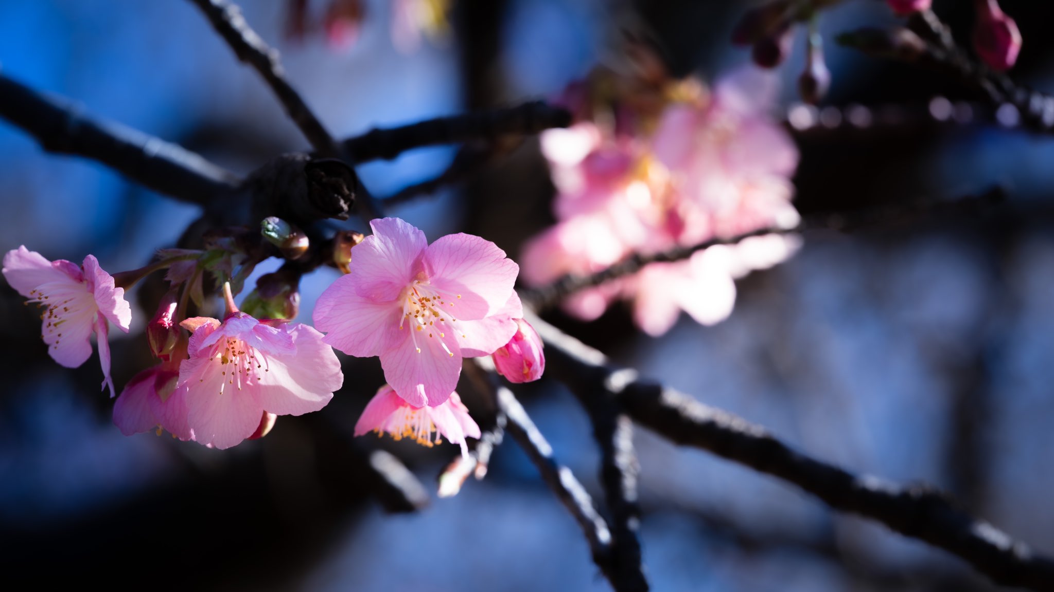 Takao 河津桜 カワヅザクラの花が咲いていました オオシマザクラとカンヒザクラの自然交雑種です 1955年に河津 川で発見されました 早咲きの桜ですが花も大きく色も綺麗な濃いピンクで見ごたえがあります 花期は2月 3月です 花言葉は 思いを託します