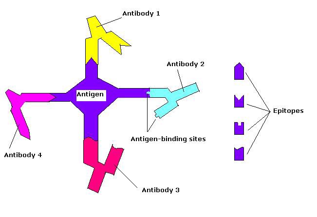 There’s a lot of fear mongering about how vaccines may not be protective against future strainsWhile this is hypothetically true, we need to put things into perspectiveFirst off you need to know that viruses have multiple “epitopes”These are antigen binding sites1