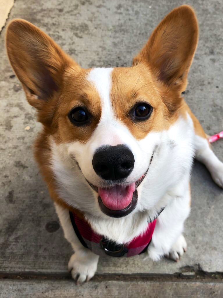 I hope you’ll read today’s column and share it with anyone who needs a little cheering up and hope. Meanwhile, a few extra visual aids to enhance your read. First, meet Tazzy, now the center of the Rogers family. She is 9 months old. She loves to smooch.