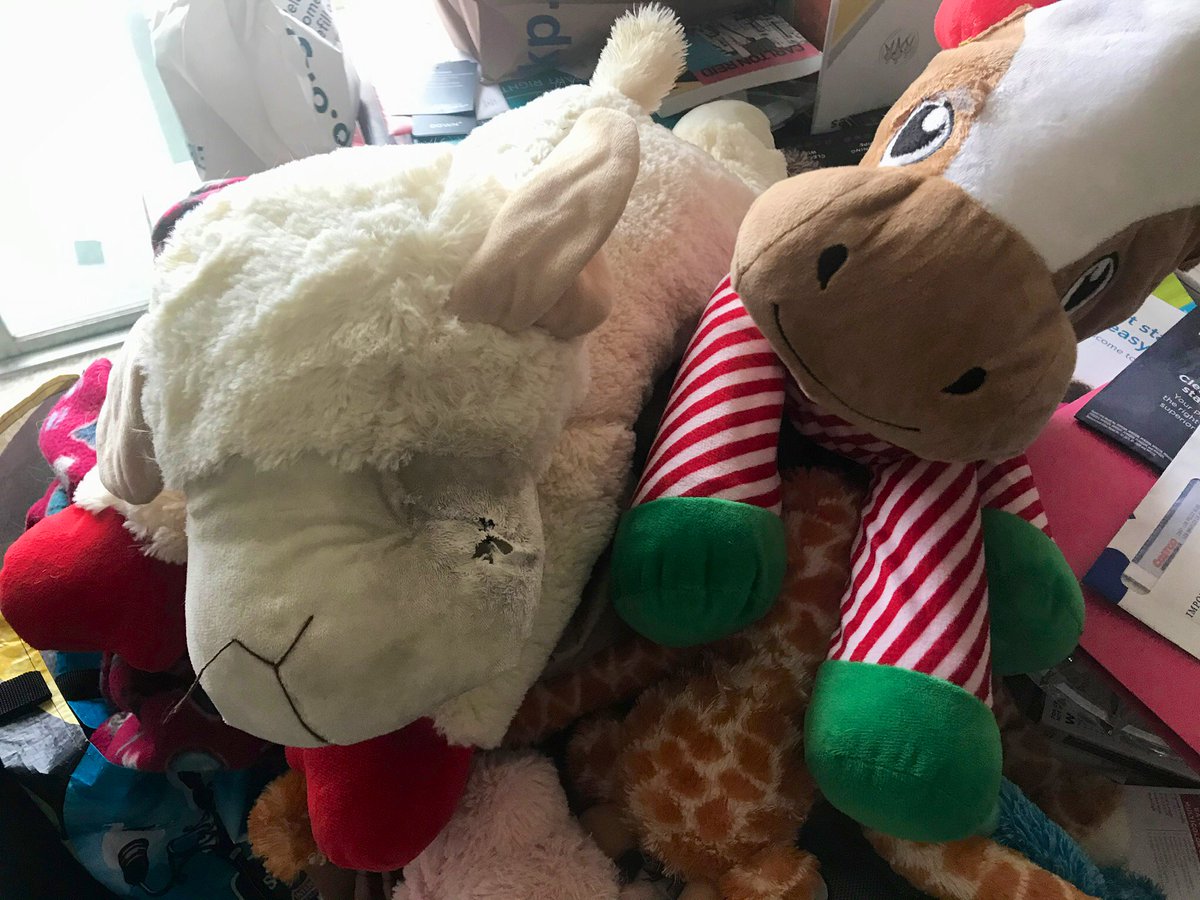 Tazzy brings Ted and Sandy joy. She’s also a wild child. She tears around their apartment. She destroys toys. See the pile waiting for Ted to stitch back together. Photos courtesy of  @TedRogersLA