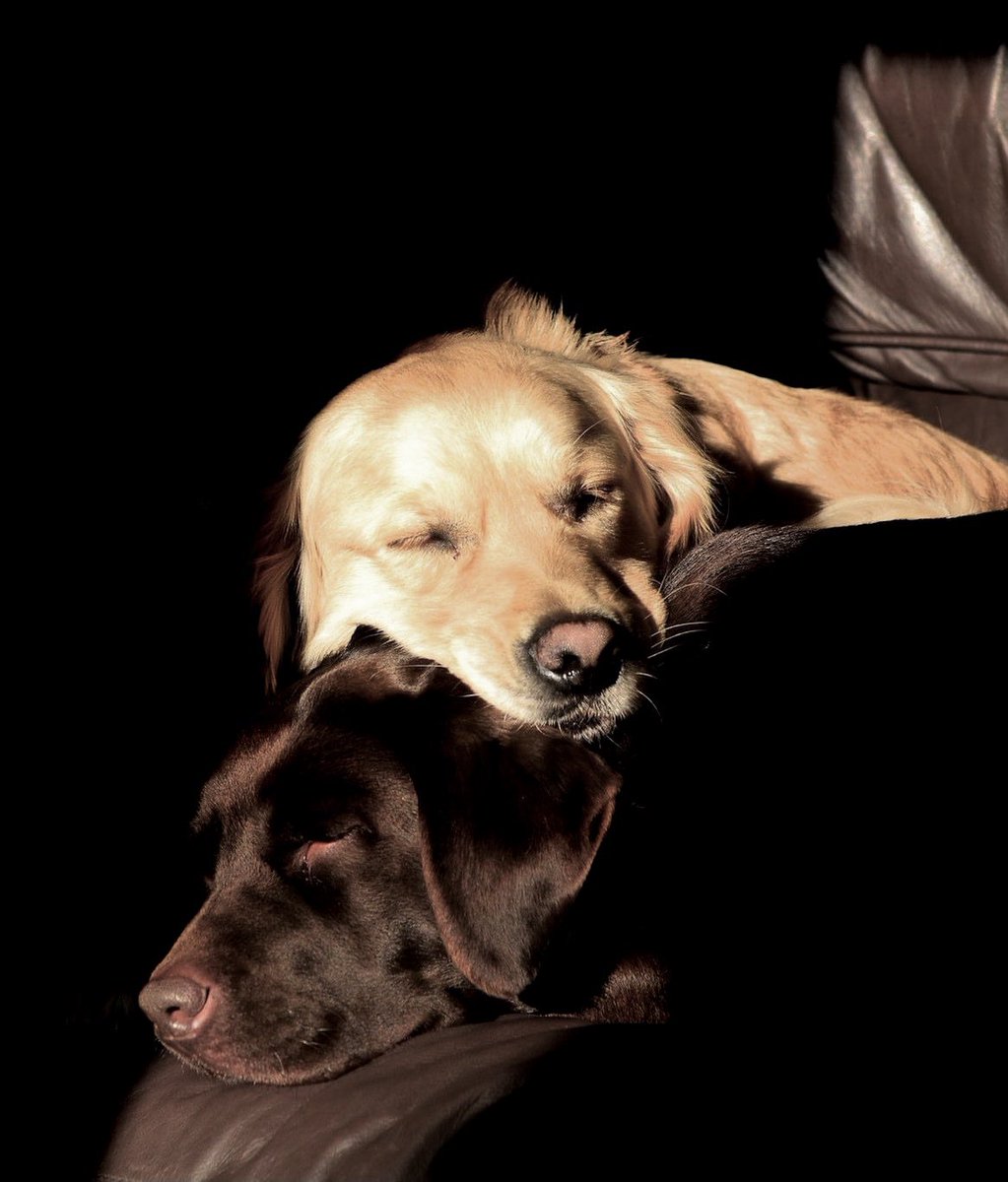 kidda63's tweet photo. Our late Ruby cuddled by Cooper #dogsarethebest #Labrador #goldenretriever https://t.co/5nQPNmGJus