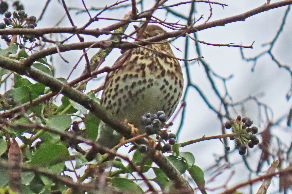 Vogels6's tweet photo. Gezien 27-01-2021 in natuurgebied #Ingendael bij
Houthem-Valkenburg aan de Geul: #ZANGLIJSTER
@vogelnieuws @waarneming @sovon @VroegeVogels
@natuuronline @volgdenatuur @Limb_Landschap
#turdus_philomelos #song_thrush
#birdsphotography #birds #birdwatching #vogels #limburg https://t.co/Vv2KX7Sdrc