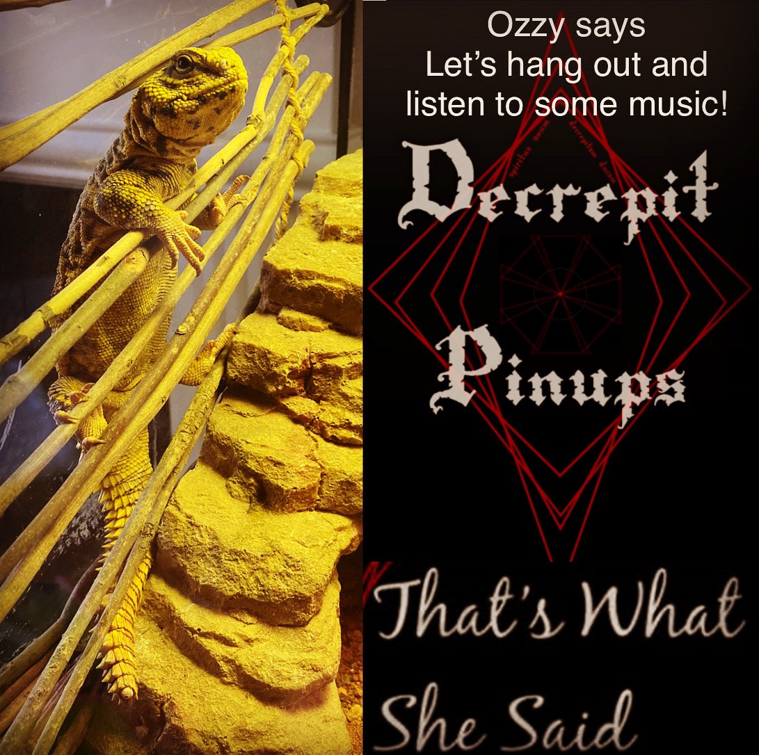 Ozzy the official Decrepit Pinups mascot wants to listen to some music with you! Find That’s What She Said on all platforms #rockguitar #rock #grunge #metal #metalhead #metalguitar #newsong #newsongalert #newmusic #newmusicalert #guitar #guitarist #guitarplayer #lizard #lizards