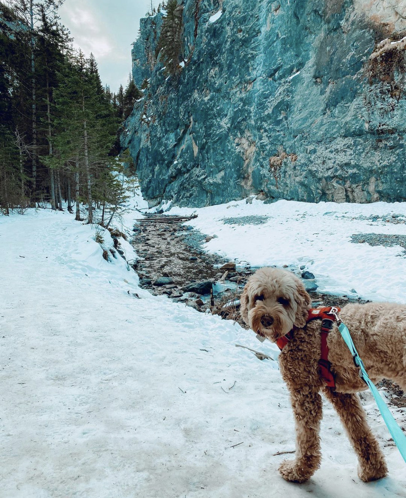 PupperSelect's tweet image. Brrrr it&apos;s been a cold one out there #yyc

Make sure your pupper is staying warm during those extra cold days!

Great shot from our pal 📸 : @heyimindie