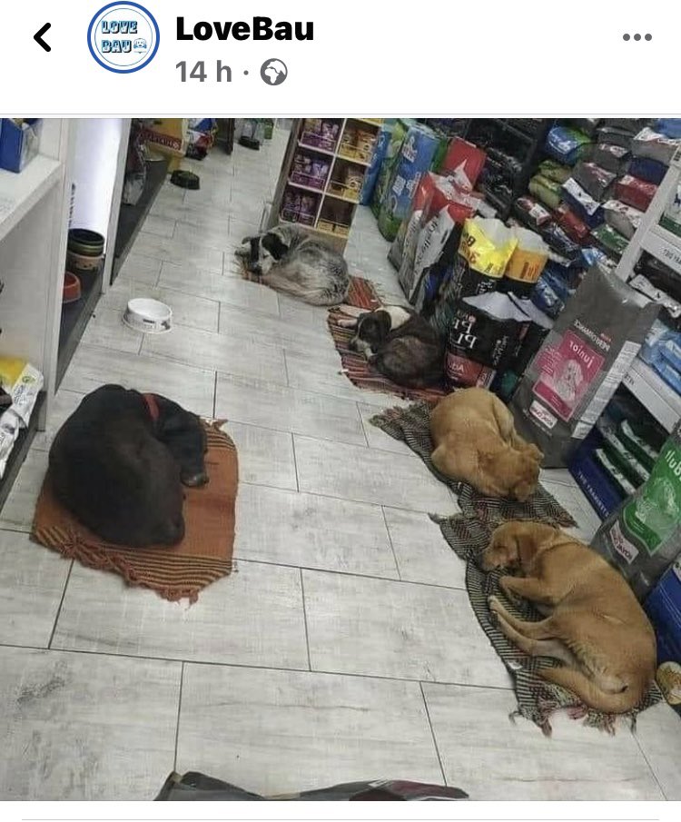 ritadallachiesa's tweet photo. Vince il grande cuore di #Napoli. Il proprietario di un negozio a Fuorigrotta tutte le sere fa entrare a dormire al caldo i cani randagi della zona. Facendoli anche mangiare. GRAZIE a questa persona speciale. Dovrebbero fare tutti così.... https://t.co/Nmx5Rztsz5