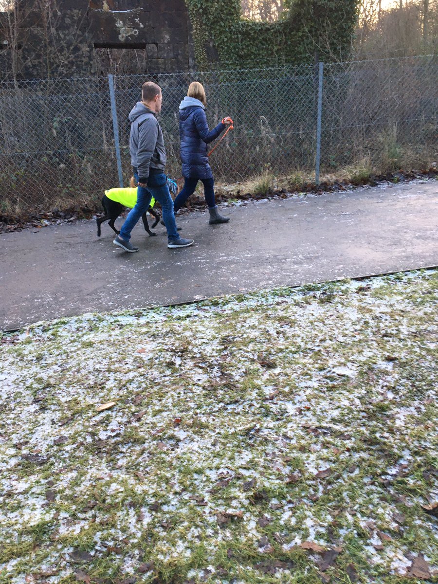 Daylight dog walk with our 2 podencos! #dogsoftwitter #RescueDogs <a href="/PINScotland16/">Podencos In Need - Scotland</a>