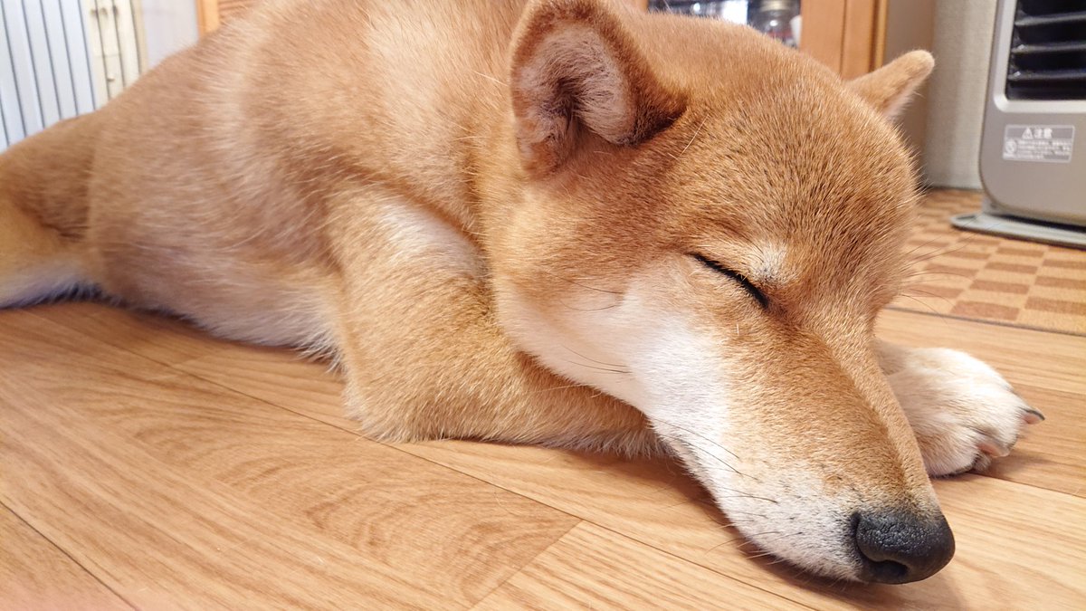 柴犬 ツムギ ファンヒーターで暖を取るマッチョ犬 昨日は下痢と嘔吐で病院 へ 薬 をもらい経過観察 夕方 には結構元気になりました 心配 したけどよかった 柴犬 マッチョ犬 ムキムキ