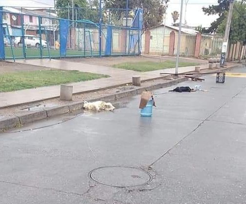 INF0SCHILE's tweet photo. ⚠️#LaGranja Villa Rosales Calle Esmeralda (Las 3 Canchas) Dos Perritos Electrocutados Por Cable en la Vía Pública. https://t.co/2aDEsbb2wO