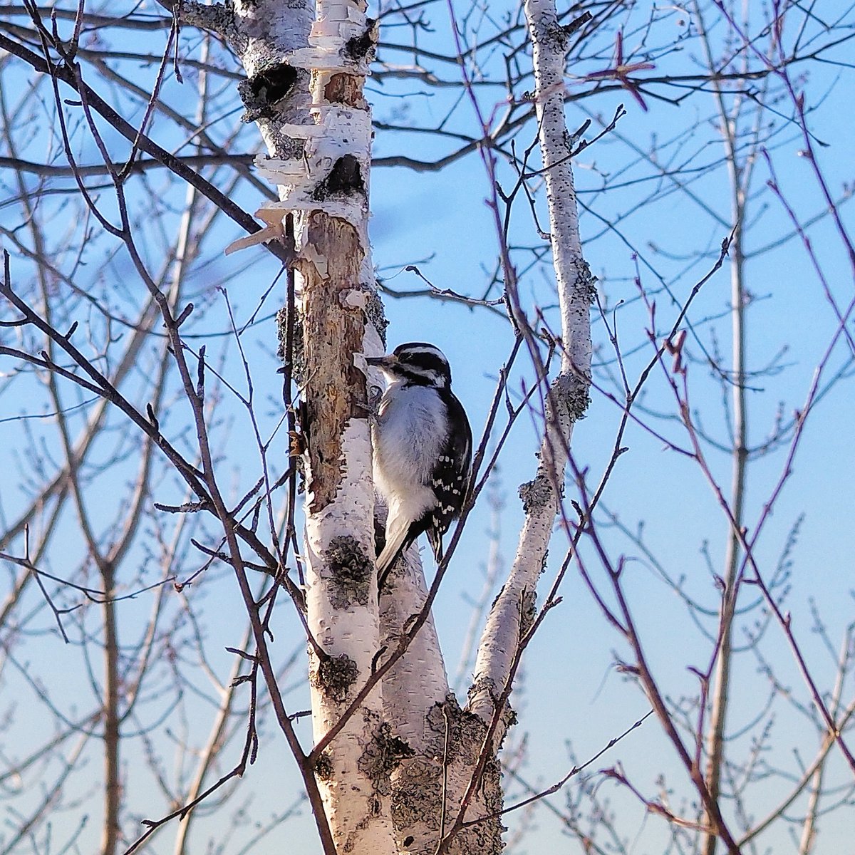 The #GMCYukon #AT4 is a brilliant travel partner to get out exploring with a bag of camera gear and a bag of bird seed. It's got its own bag of tricks, including a suspension that's set up brilliantly for Northern Ontario back roads. More soon at <a href="/drivingdotca/">driving.ca</a> + others.