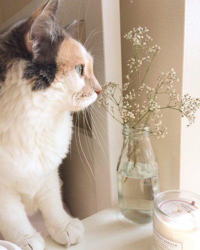 onlygoodvybe's tweet photo. a beauty https://t.co/I1Kipup2Dx