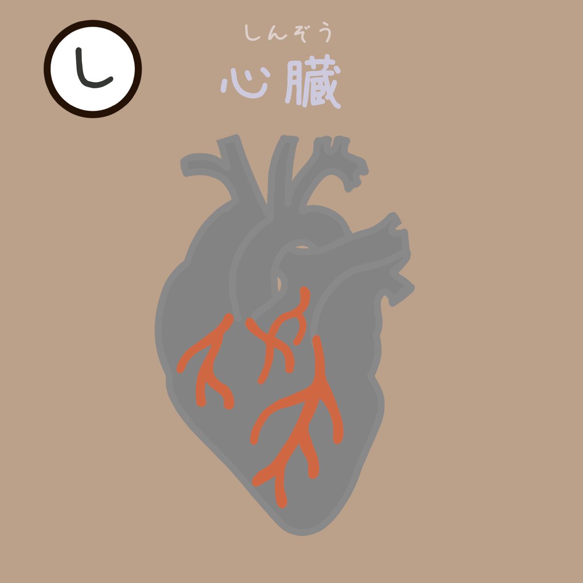 Joji 解剖学カルタ 心臓 心臓 解剖学 内臓 イラスト