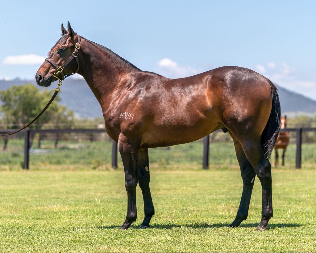 <a href="/KitchwinHills/">Kitchwin Hills</a> #Sooboog snagged his 3rd winner and it’s hardly surprising. 

Lot 477 Classic <a href="/inglis_sales/">Inglis</a> is a superb example of the stallions produce.

This colt is the 2nd foal o/o Ballychine, 3/4 sister to Listed winner #Arenti &amp; daughter of G3 winner Crepe De Chine.