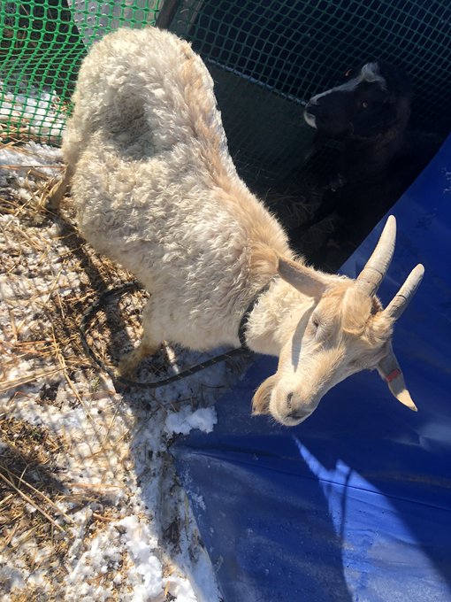 These are the 2 goats I picked up yesterday. The white one my daughter has named snowflake and the brown
