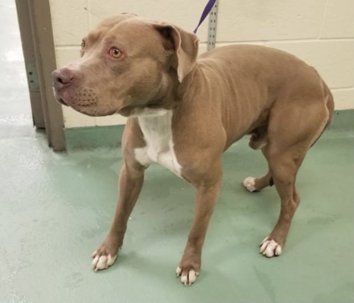 reddogsusie's tweet photo. #TN #MEMPHIS
🆘🆘CODE RED Kason 3yo hw+ CONFISCATED WITH HIS PAL & HER 4 PUPS Kason is very kennel stressed-he’s lost all he knows & needs a hero now to help him! Pls #ADOPT #PLEDGE #RESCUE #FOSTER #MASA2788 HELP🙏🏻
https://t.co/M6LZrMOj6G https://t.co/N7llr1Qw9s