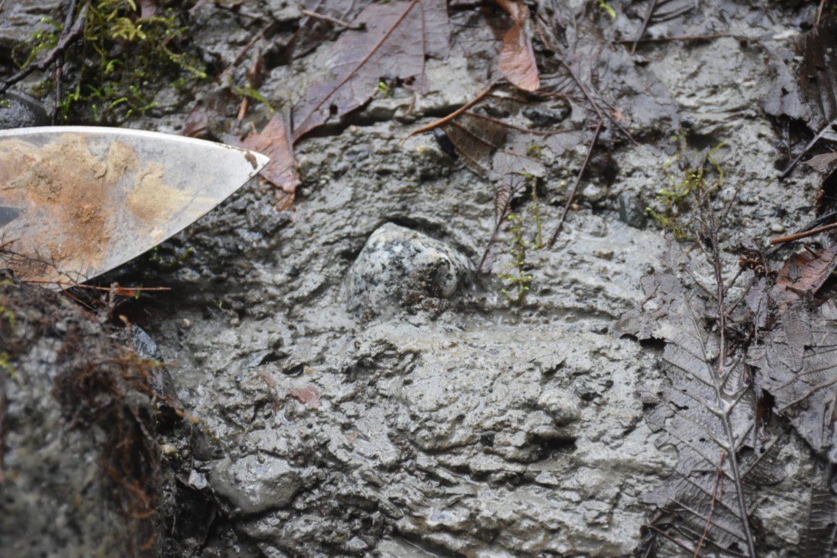 There is lots of great examples of dropstones in this unit, providing the evidence for ice contact. 6/n