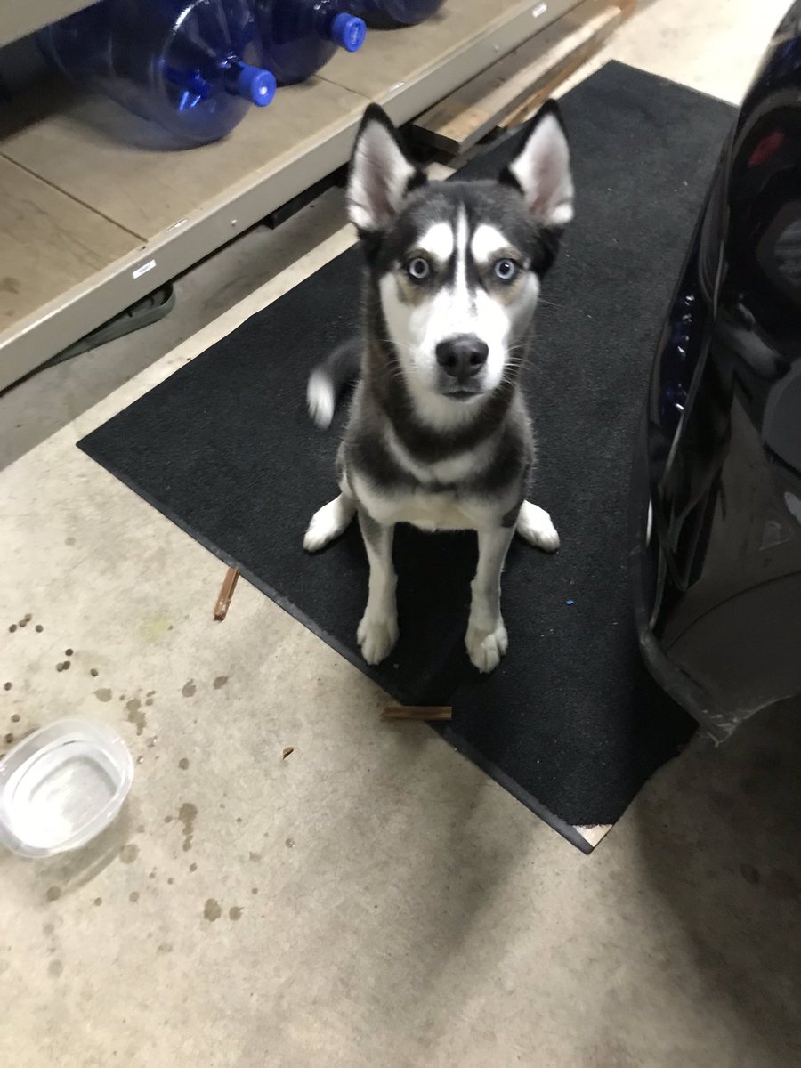 wyomingpd's tweet photo. The #artic cold is upon us and this #sleddog has gotten away from his pack around Goodview and Wyoming Trl. Help us find the team lead! We do not want this to be an opportunity for #notmyleader or #NotMyPresident jokes it’s to cold! https://t.co/VRwU5Tj7PP