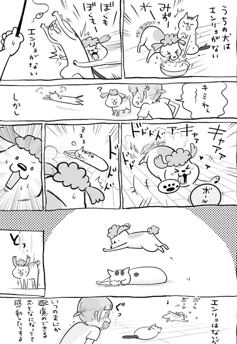 犬と猫どっちも飼ってると、遠慮しらずで毎日たのしい 
