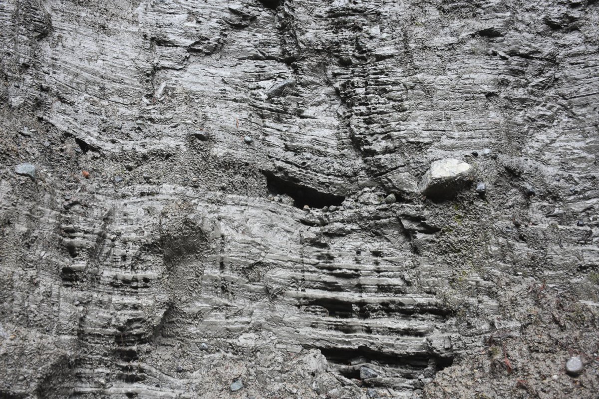 Above, the glaciolacustrine seds become thicker bedded w/ gravel and diamicton beds and more dropstones. Lake is becoming more proximal as glacier gets closer. Unclear if this is local ice or the Cordilleran Ice Sheet pushing up valley, likely the former. 9/n