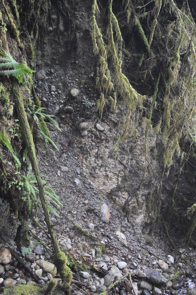 Vashon till not well exposed at this gully, better at other areas in the valley. 11/n