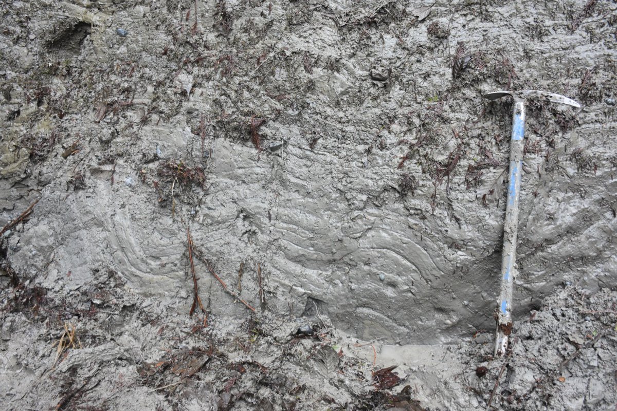 These Vashon advance glaciolacustrine sediments are also folded. We discussed if this represented glaciotectonism or slumping. This could be part of a great undergraduate thesis. 10/n