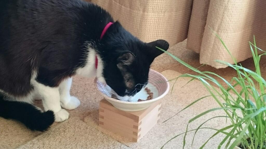 米子 こめこ さん Hamamura Gohan Twitter