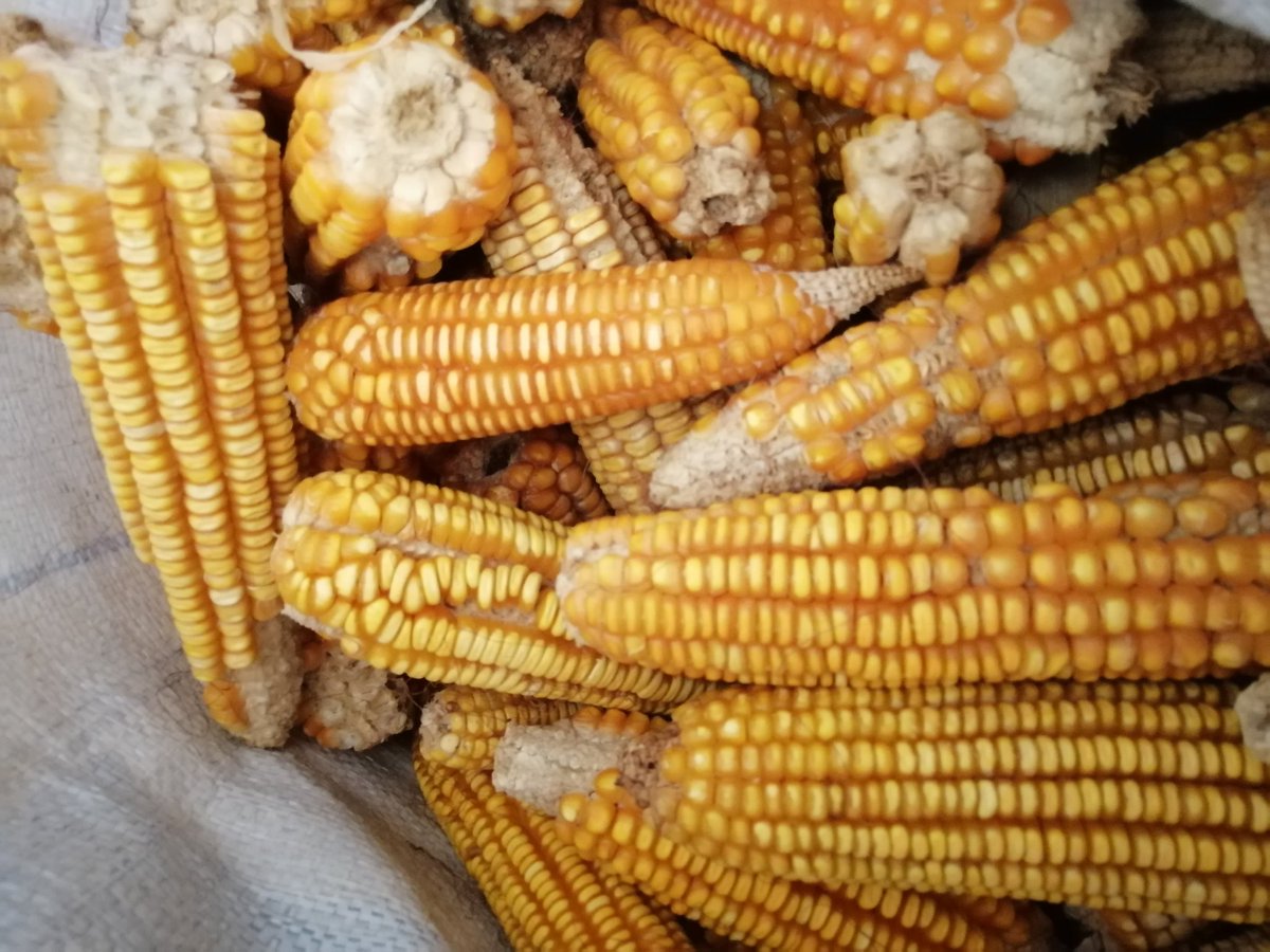EMiranda_YUC's tweet photo. Iniciamos el proceso de selección de mazorcas de las variedades dzit bacal y Naal xoy previo al desgrane siguiendo las recomendaciones poscosecha de @ACCIMMYT @poscosechaidp @Hub_Yucatan en #Kantunil #Yucatán #CultivosparaMéxico https://t.co/8w7o8a1Jlh