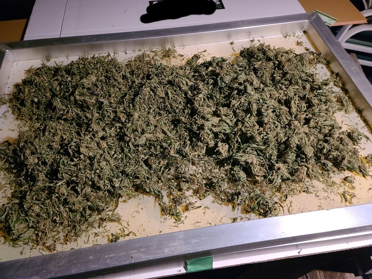 QuinnVanHalen's tweet photo. So the #DrySiftHash was a success. I really liked this method, way less work than the bubble bags and I can process way more material in one shot. This still has to be carded but I'm very happy with the results.π https://t.co/QAOODJp5ov