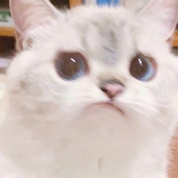 angry cat purr