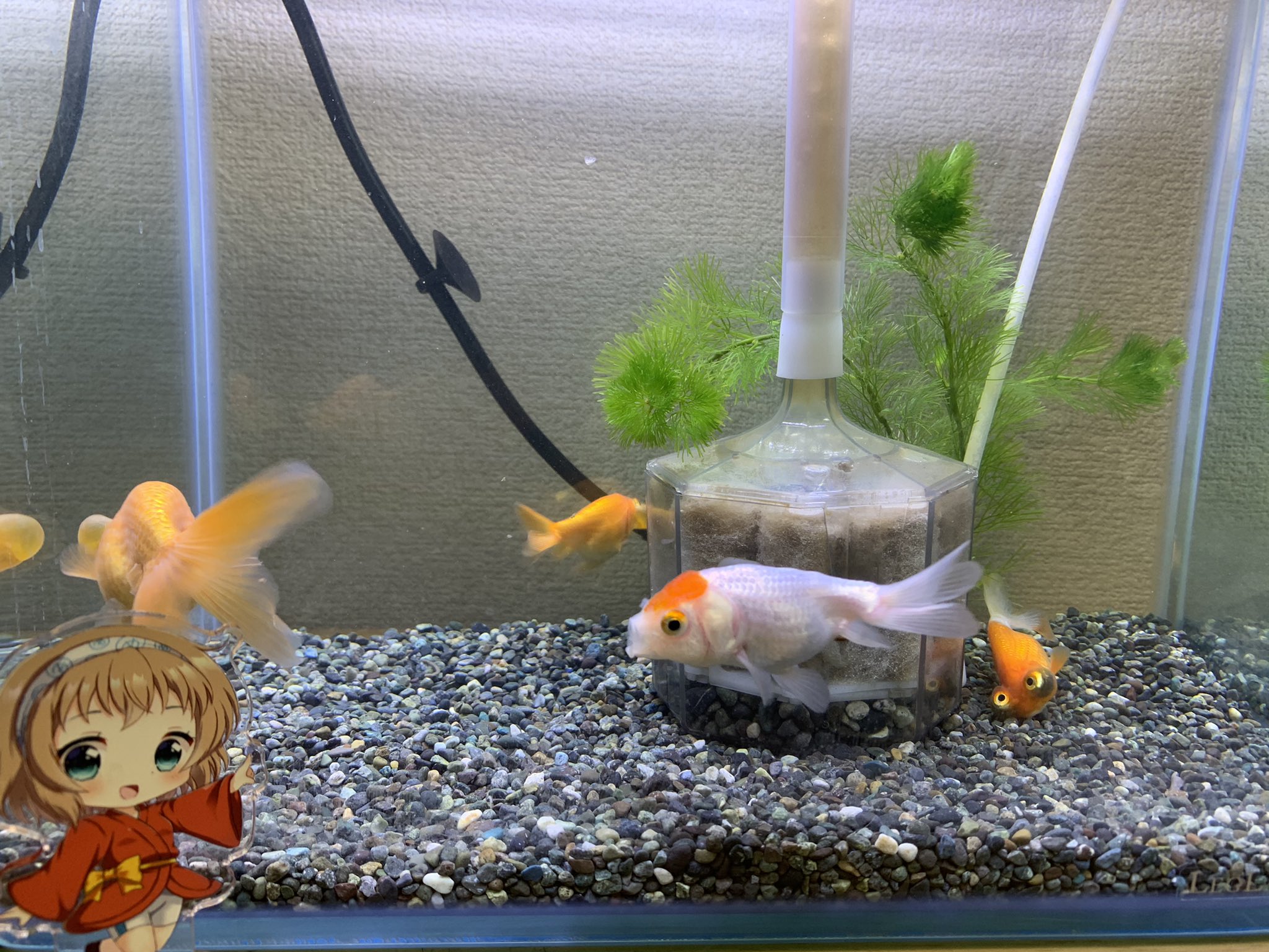 めっとこ 株式会社清州 公式 この水槽はみんな 背鰭の無い品種の金魚さん 紅白の子がライオンヘッドさん ほっぺにぷくぷくあるの2匹が水泡眼さん 目が上を向いているのが頂天眼さん だよ O O めっとこの金魚さん T