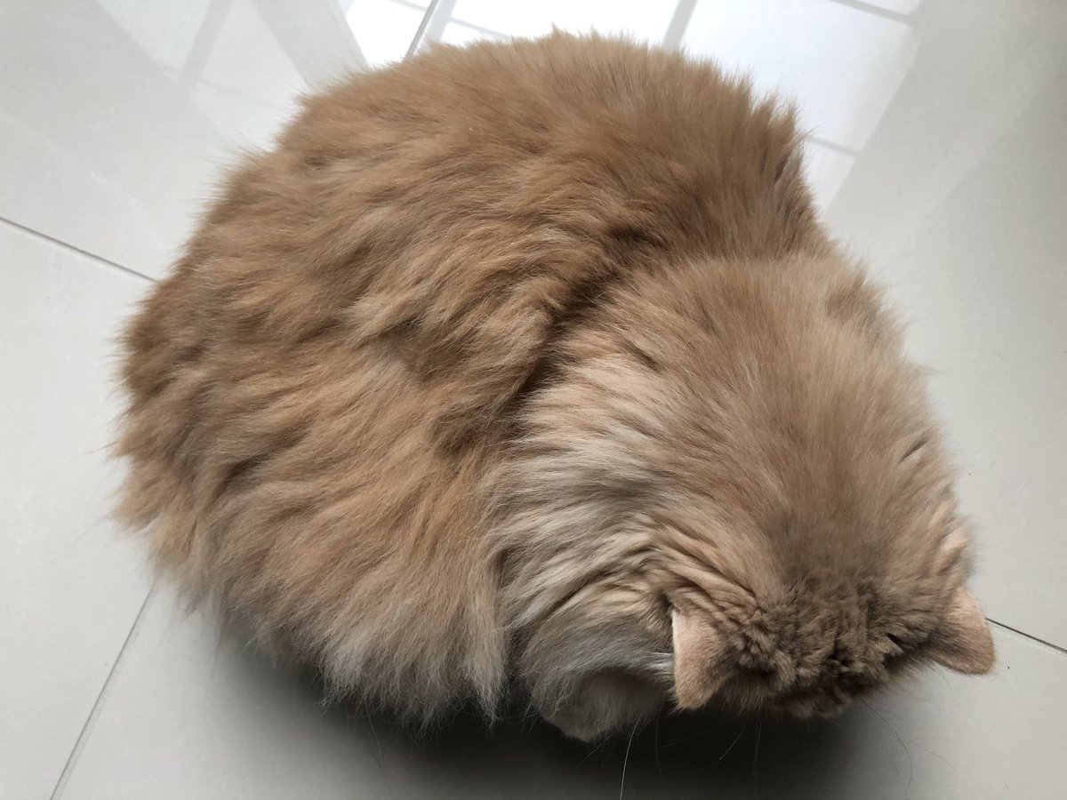 レオナルド熊 レオナルド熊