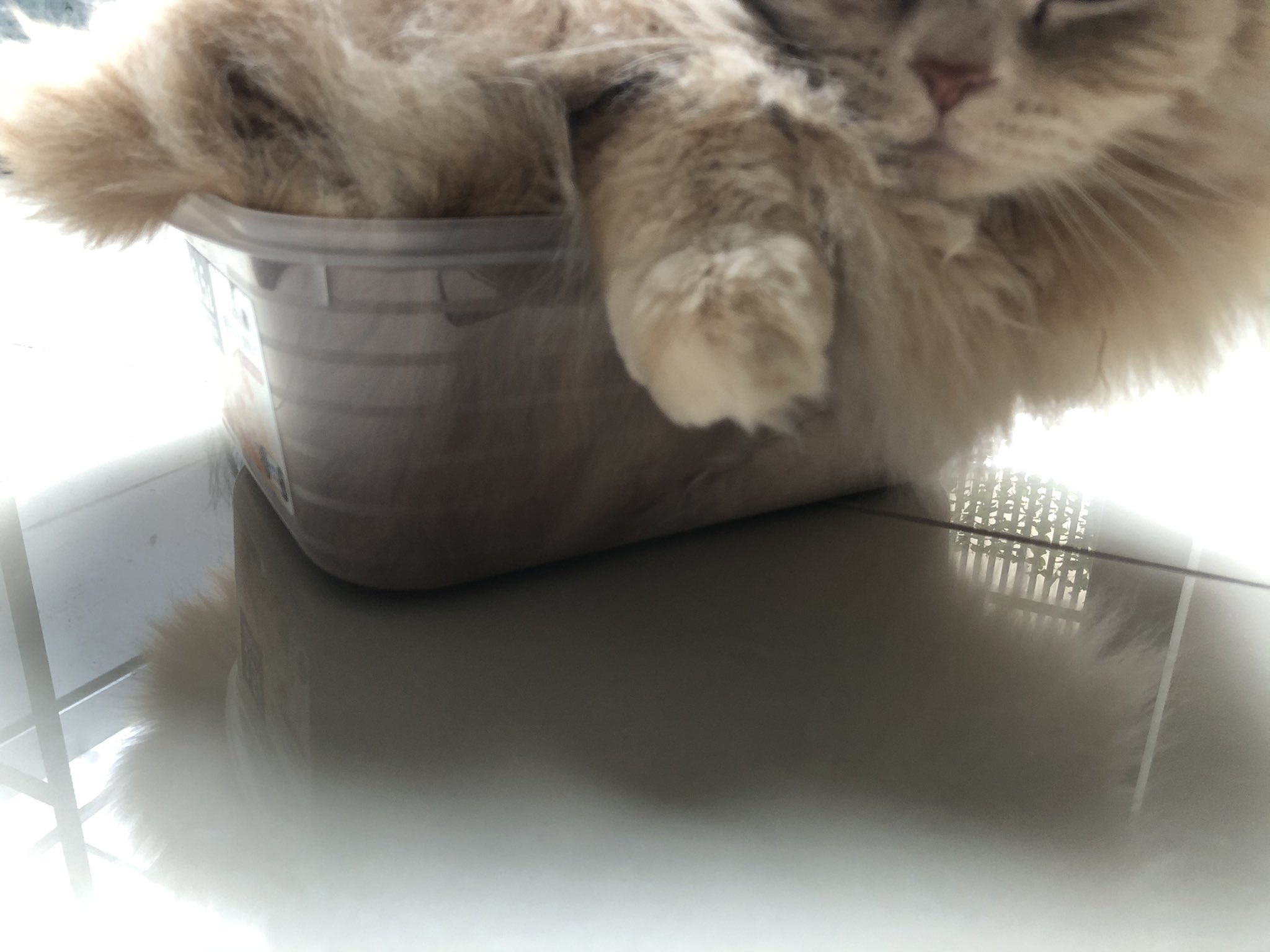 団子猫 Twitter Search Twitter