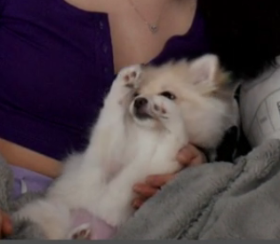 Je suis la maman de la nuit !  #Spitz #pomeranian #dogs #cute #PomPoms #puppy #cutenessOVERLOAD #cutestdogever<a href="/tag/spitz"class="tags">#Spitz</a><a href="/tag/pomeranian"class="tags">#pomeranian</a><a href="/tag/cute"class="tags"><span>#cute</span></a><a href="/tag/puppy"class="tags"><span>#puppy</span></a><a href="/tag/dogs"class="tags"><span>#dogs</span></a><a href="/tag/cutenessoverload"class="tags"><span>#cutenessoverload</span></a><a href="/tag/cutestdogever"class="tags"><span>#cutestdogever</span></a>