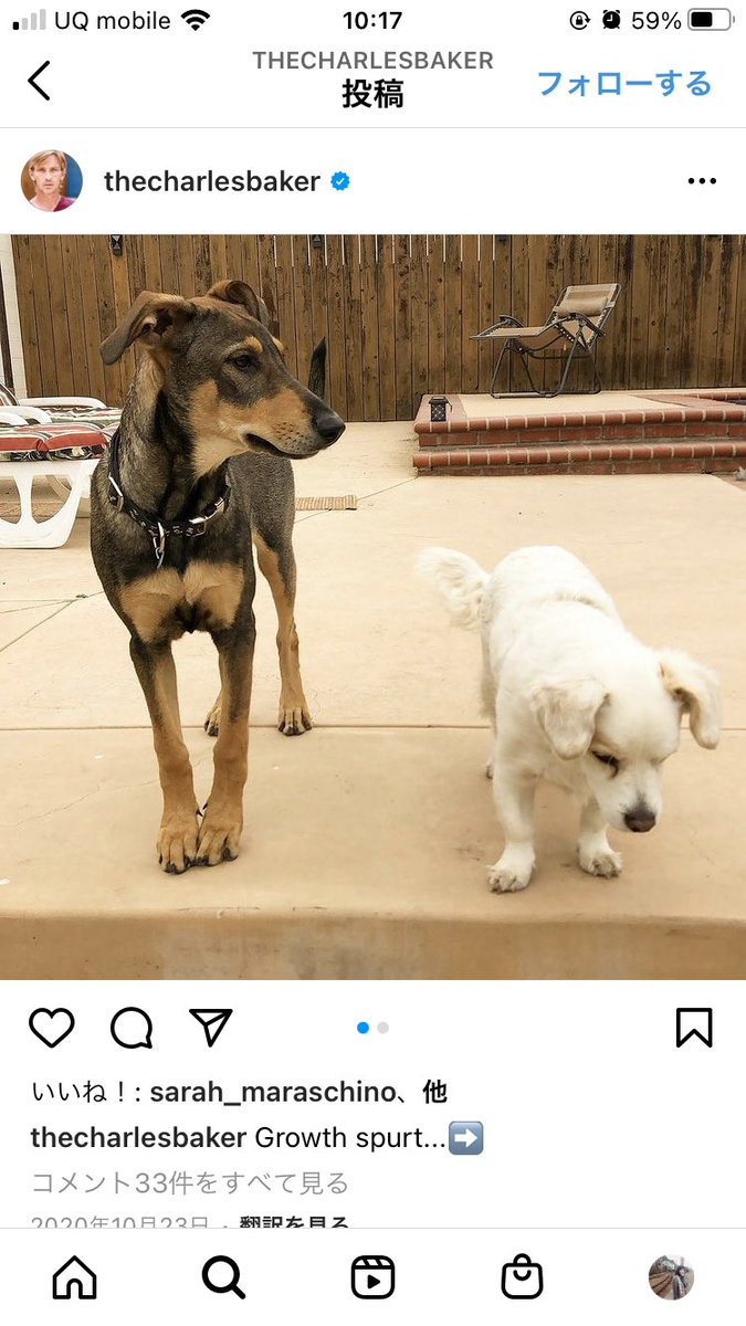 のりお スキニーピートの人の犬可愛すぎて大声出た